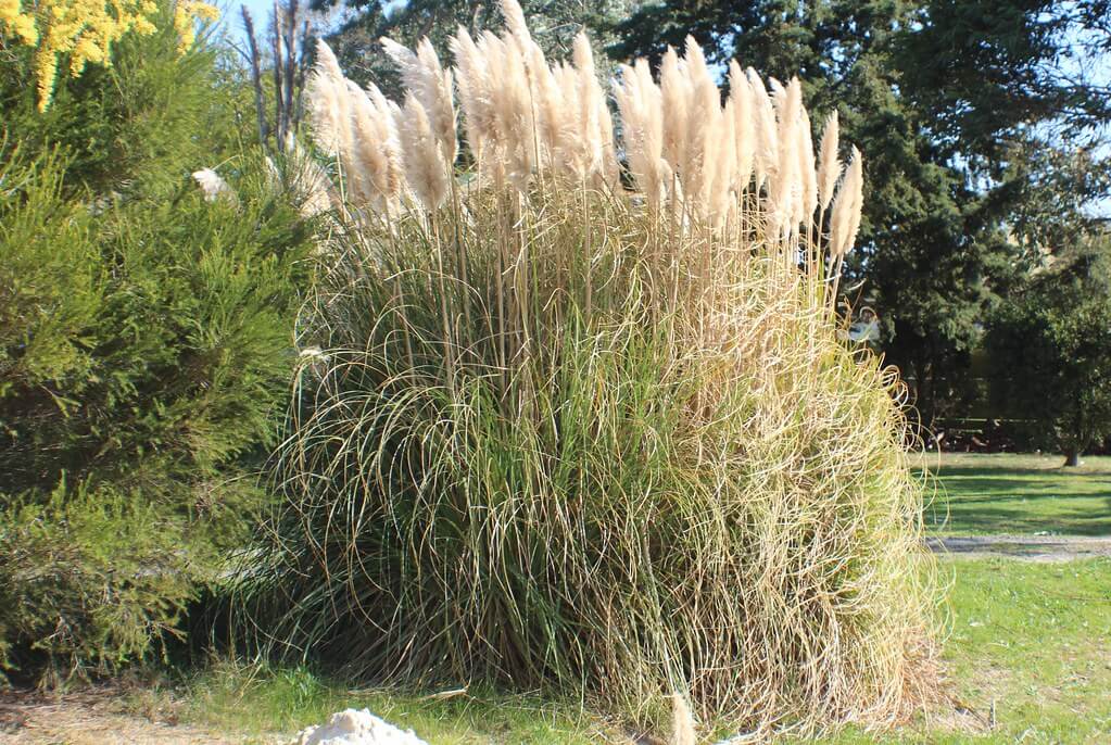 Pampas Grass, Pink Pampas Grass, Cortaderia, Silvergrass
