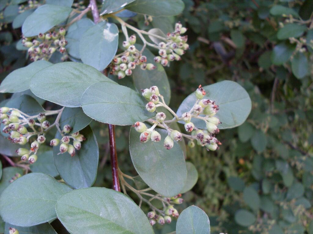 Silver-leaved Cotoneaster, Silver-leaf Cotoneaster, Silver Leaf Cotoneaster, Silverleaf Cotoneaster, Silver Cotoneaster, Velvet Cotoneaster