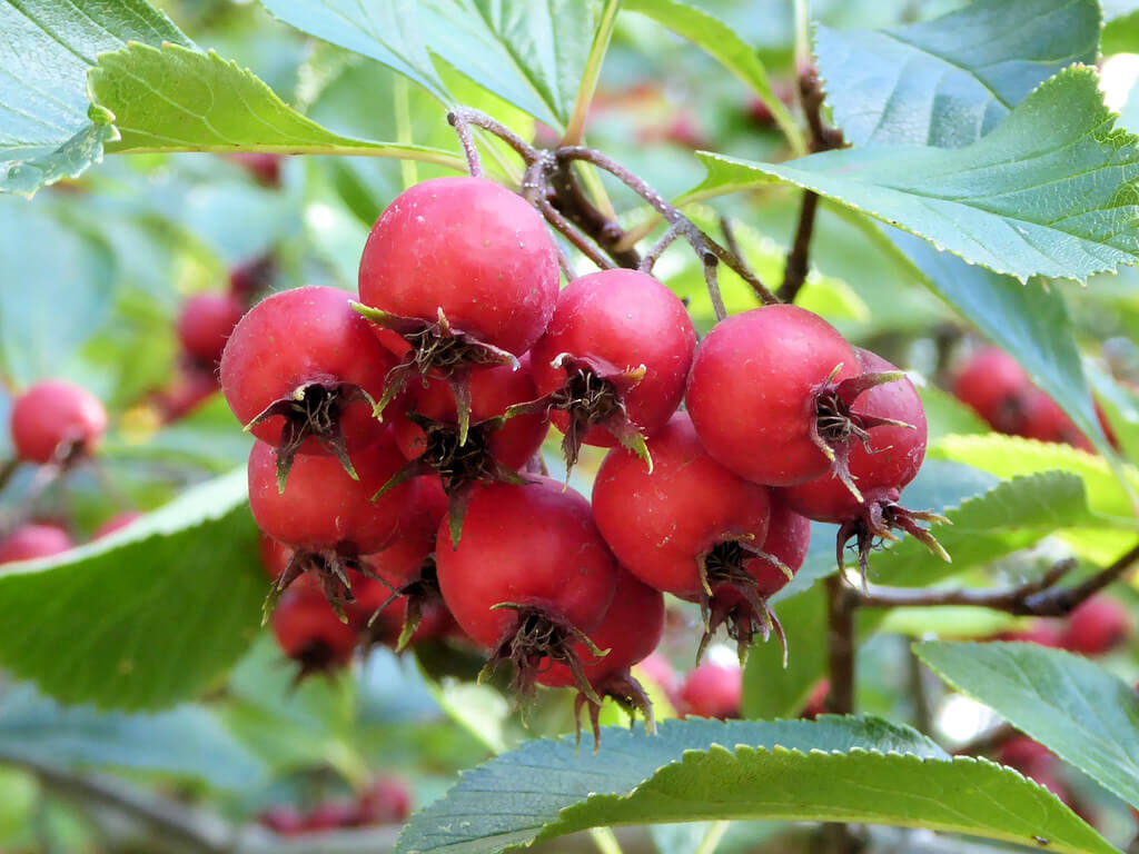 Azzarola, Azzarola Hawthorn, Azzarola Thorn May, Neapolitan Medlar, Whitethorn, Mount Sinai Thorn