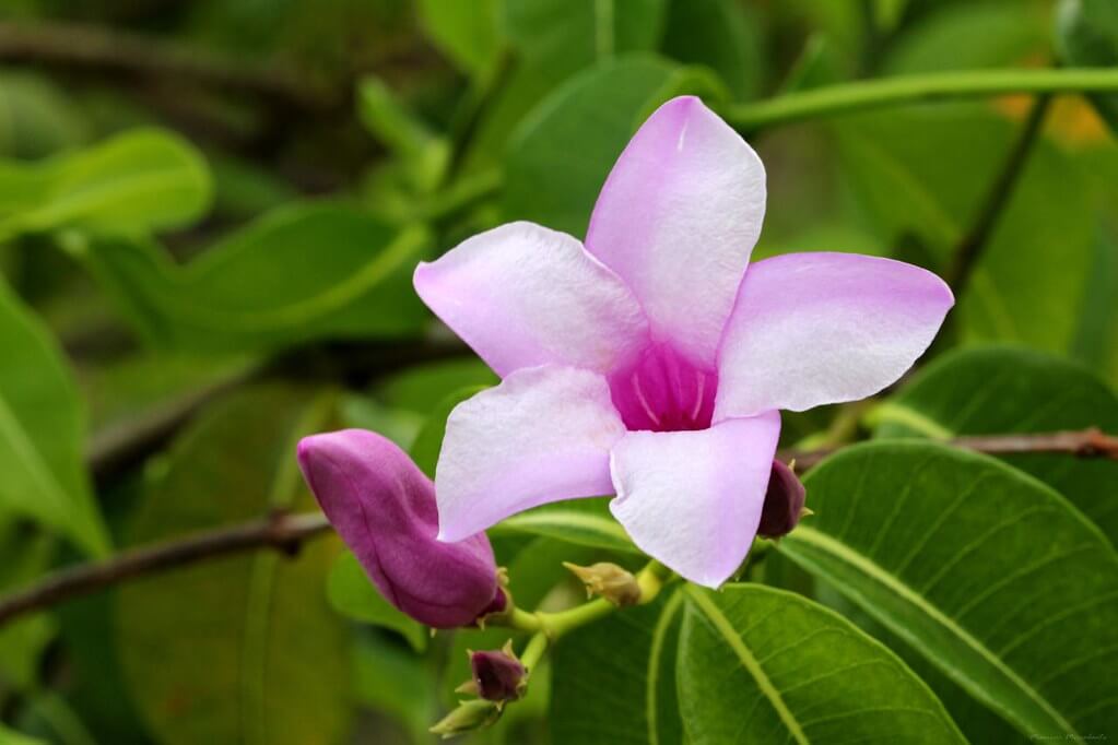 Rubber Vine, Rubbervine, India Rubber Vine , India Rubbervine, Palay Rubbervine, Purple Allamanda
