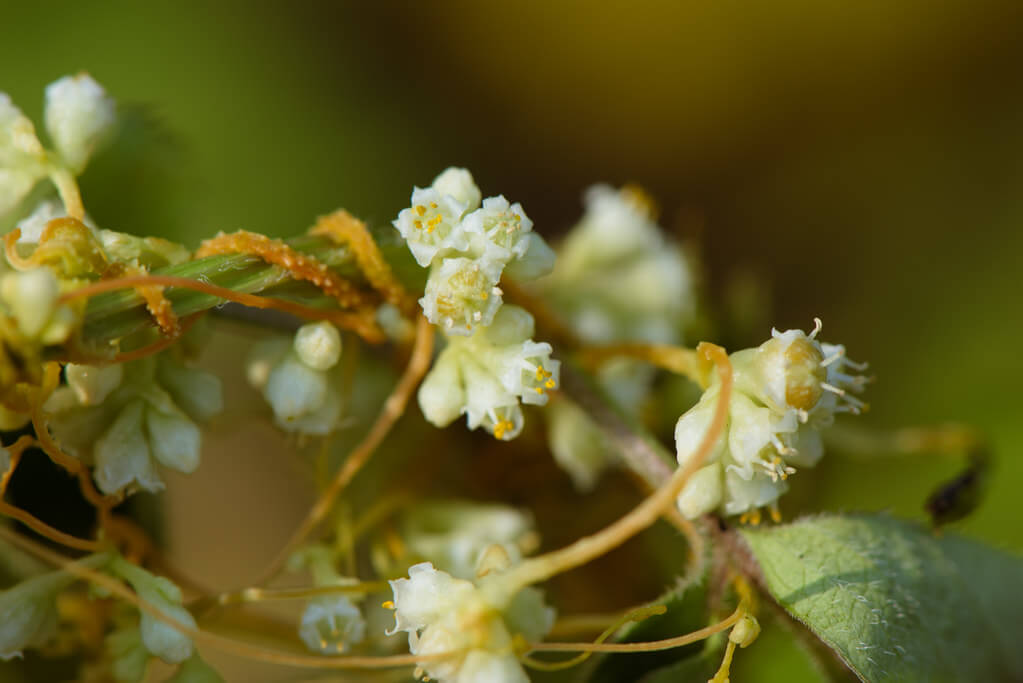 Golden Dodder, Common Dodder, Dodder, Field Dodder, Angel’s Hair, Beggar Vine, Love Vine, Strangle Vine, Five-angled Dodder, Western field Dodder