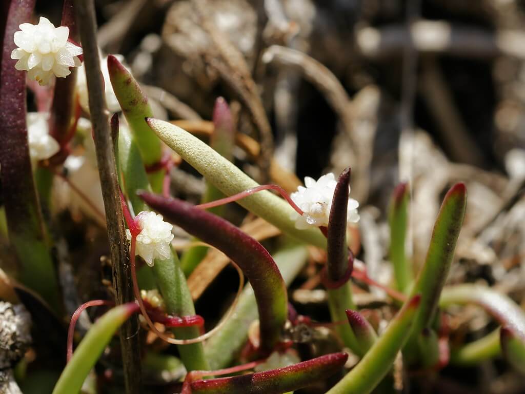 Small-seeded Dodder, Small Seeded Alfalfa Dodder, Red Dodder, Strangle Weed Dodder, Alfalfa Dodder