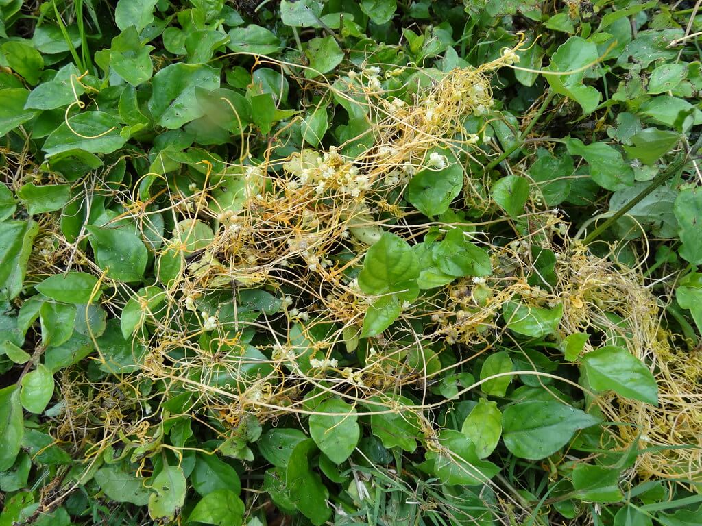 DodderFringed DodderChilean DodderChile DoddeLucerne DodderAlfalfa Dodder