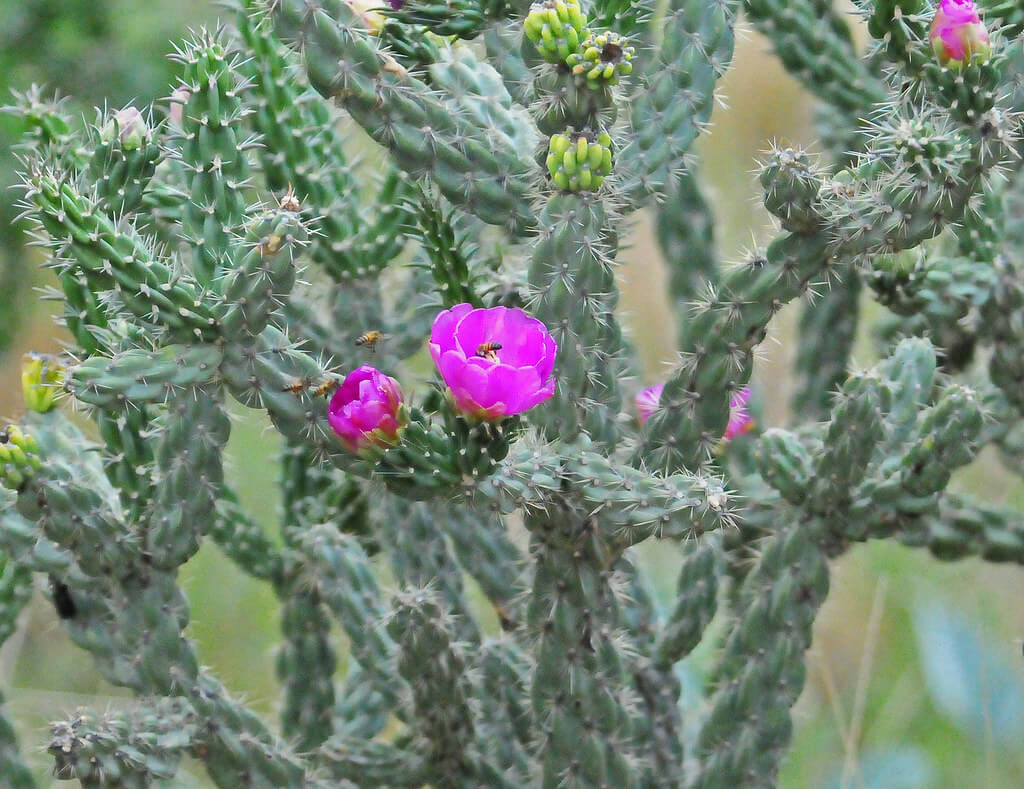 Devil’s Rope Pear, Tiger Pear, Devil’s Rope, Devil’s Rope Cactus, Rope Pear, Chain-link Cactus