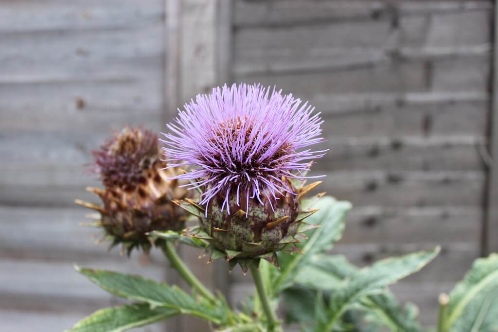 Artichoke Thistle, Artichoke Cardoon, Wild Artichoke, Desert Artichoke, Spanish Artichoke, Scotch Thistle Cardoon, Globe Artichoke