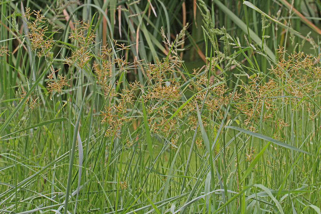 Yellow Nutgrass, Yellow Nut Sedge, Yellow Nutsedge, Chufa, Earth Almond, Tiger Nut, Northern Nutgrass, Nutgrass, Rush Nut
