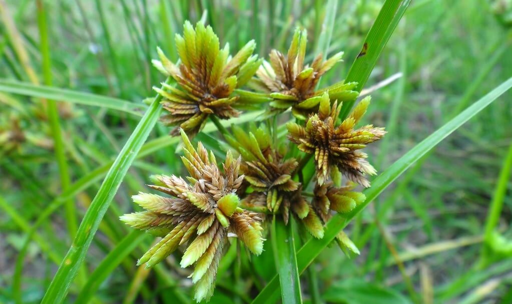 Sedge, Cyperus
