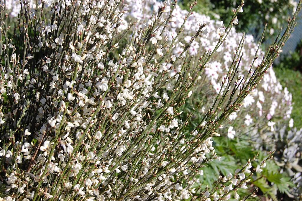 White Spanish Broom, White Broom, Portuguese Broom