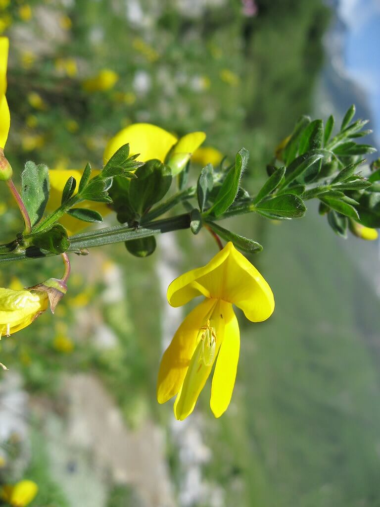 Broom, English Broom, Scotch Broom, Common Broom, Scottish Broom, Spanish Broom