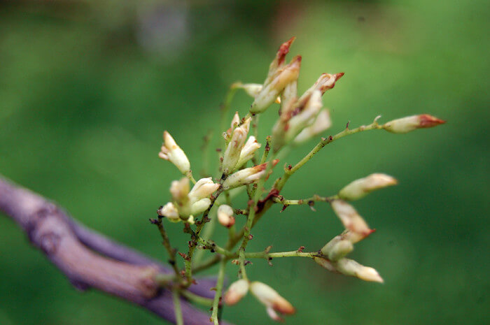 Dalbergia, Indian Dalbergia, Himalaya Raintree, Himalayan Raintree, Indian Rosewood, Sisso, Sissoo, Shisham