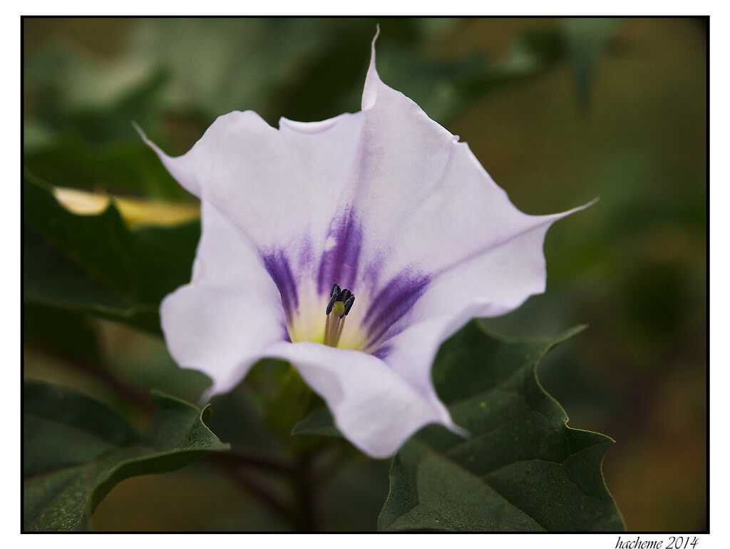 Leichhardt’s Thornapple, Mexican Thornapple, Native Thornapple