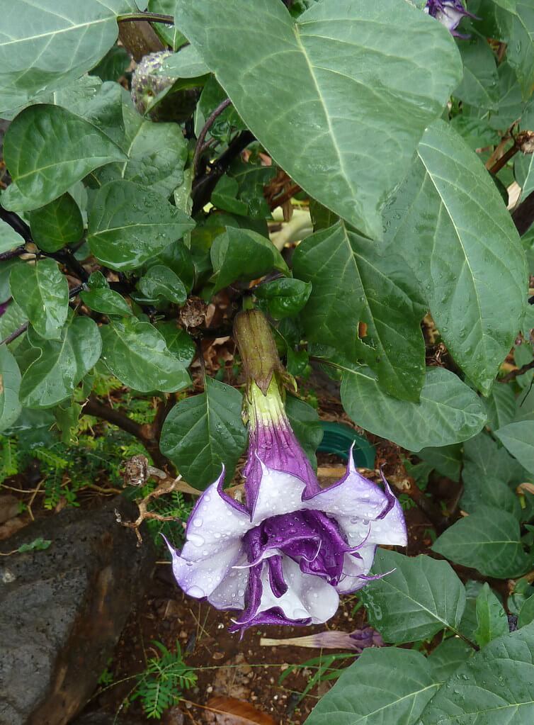 Thornapple, Devil’s Trumpet, Purple Horn of Plenty, Hindu Thornapple