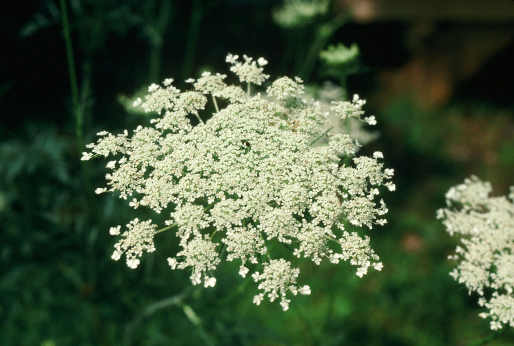 Carrot, Wild Carrot, Common Carrot, Queen Anne’s Lace