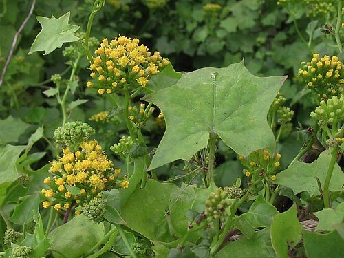 Cape Ivy, German Ivy, Parlor Ivy, Italian Ivy, Ivy Groundsel, Mile-a-minute