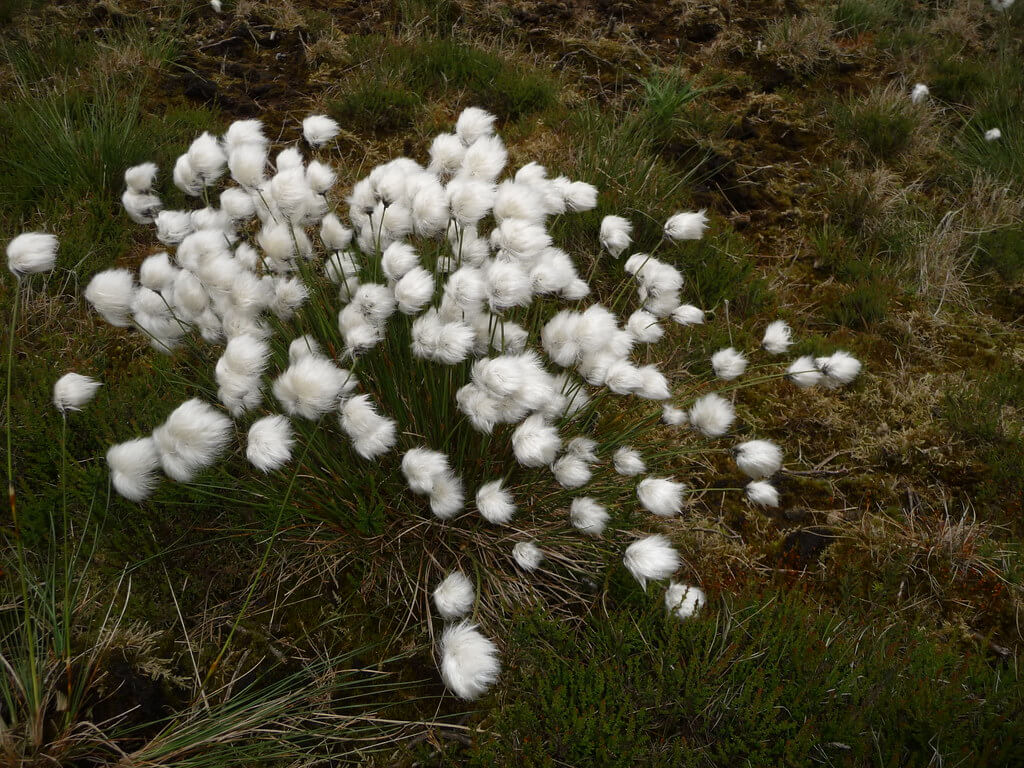 Sourgrass, Cotton Grass, Feather-top Grass