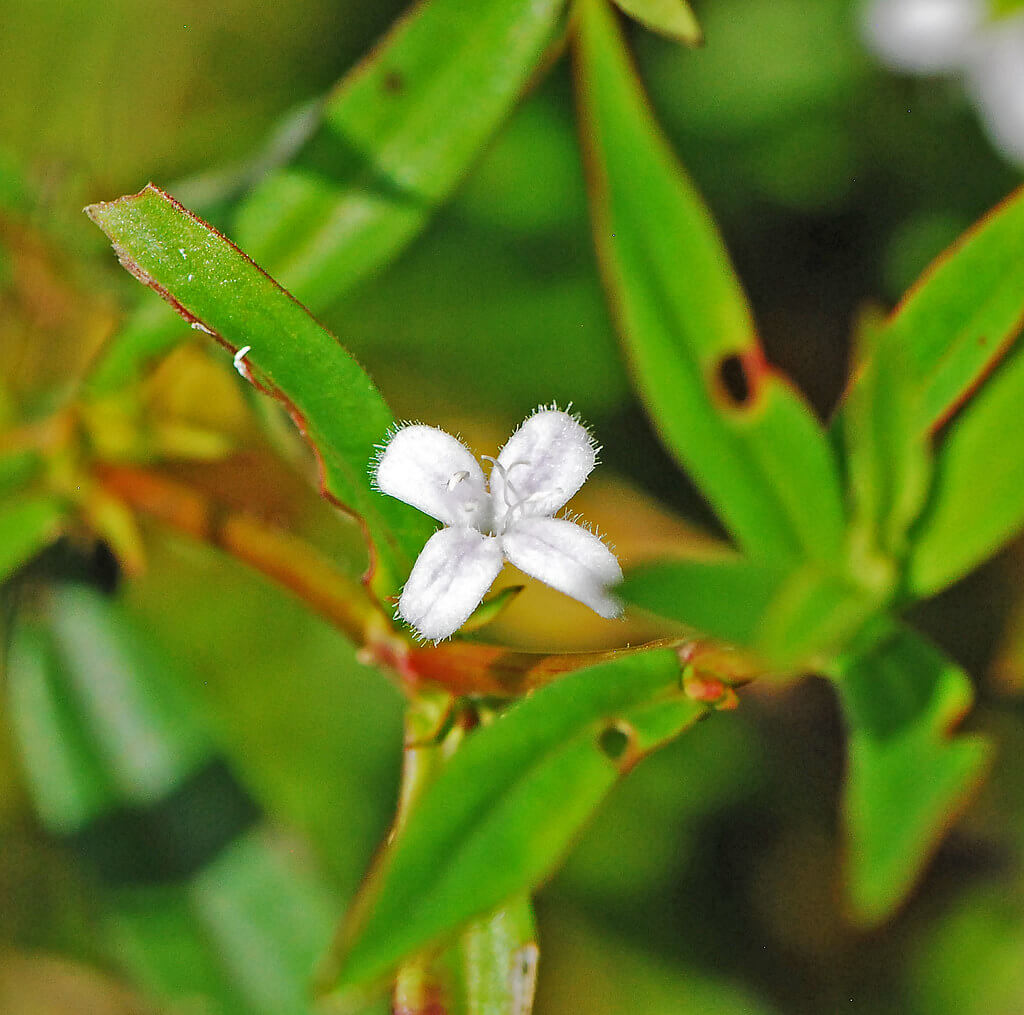 Tropical Buttonweed