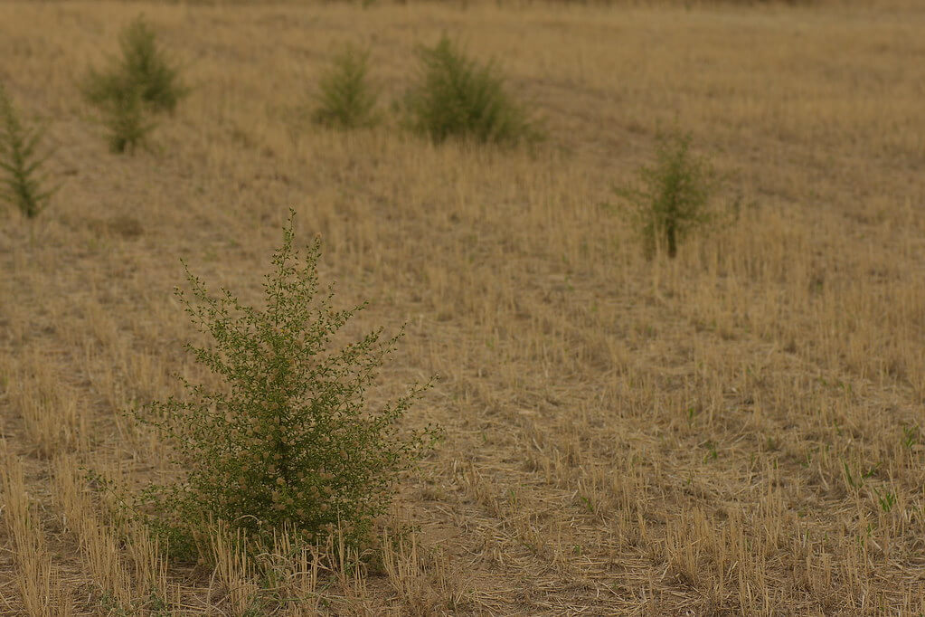 Stinkwort, Stinkweed, Stink-weed, Camphor Inula, Khaki Weed, Cape Khaki Weed
