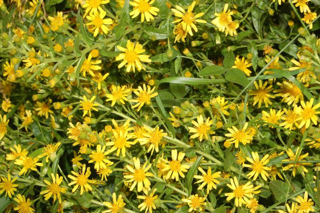 False Yellowhead, Aromatic Inula, Sticky Fleabane