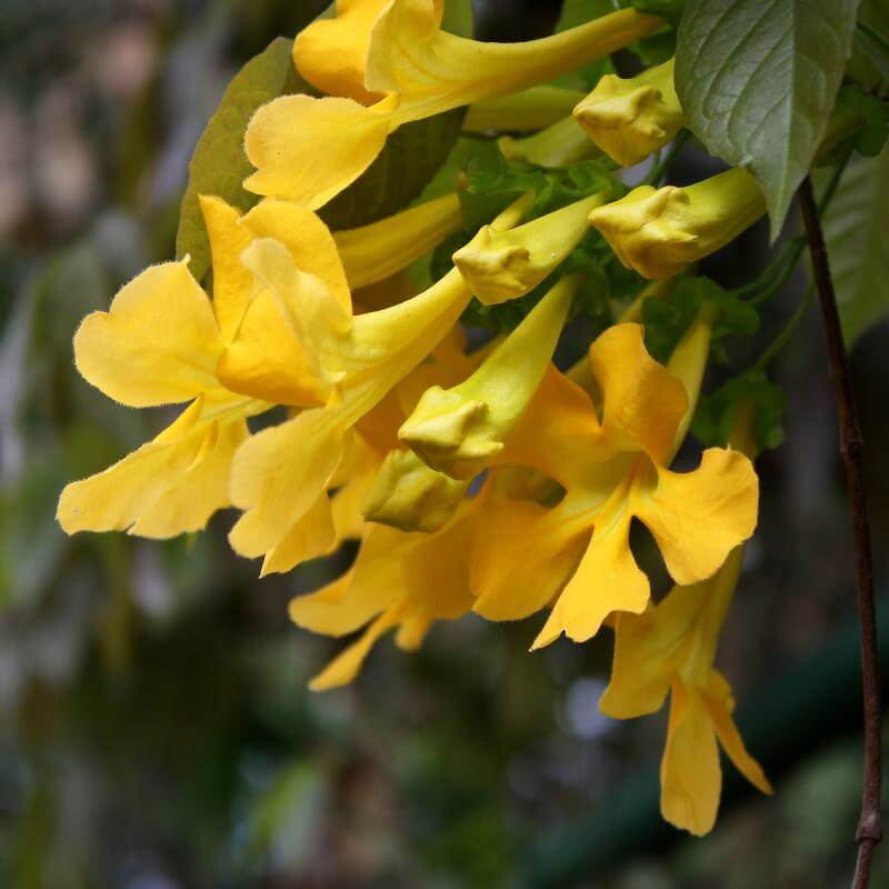 Cat’s Claw Vine, Yellow Trumpet Vine, Cat’s Claw Creeper, Funnel Creeper
