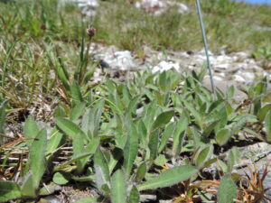 Mouse-ear hawkweed (Hieracium pilosella). Photo credit Mark Hamilton NSW National Parks and Wildlife Service.