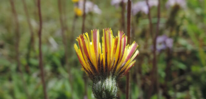 Mouse-ear hawkweed (Hieracium pilosella). Photo credit Mark Hamilton NSW National Parks and Wildlife Service.