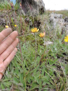 Mouse-ear hawkweed (Hieracium pilosella). Photo credit Mark Hamilton NSW National Parks and Wildlife Service.
