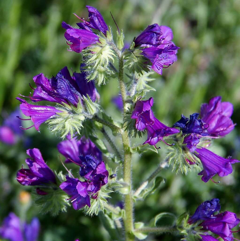 Paterson’s Curse, Salvation Jane, Purple Bugloss, Blue Echium, Blueweed, Blue Weed, Lady Campbell Weed, Plantain-leaf Viper’s Bugloss, Purple Echium, Riverina Bluebell