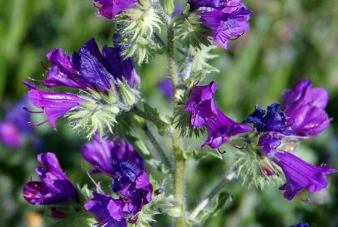 Echium plantagineum by Mauricio Mercadante is licensed under CC BY-NC-SA-2.0