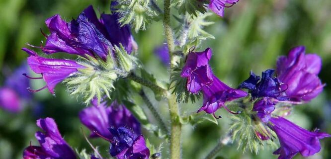 Echium plantagineum by Mauricio Mercadante is licensed under CC BY-NC-SA-2.0