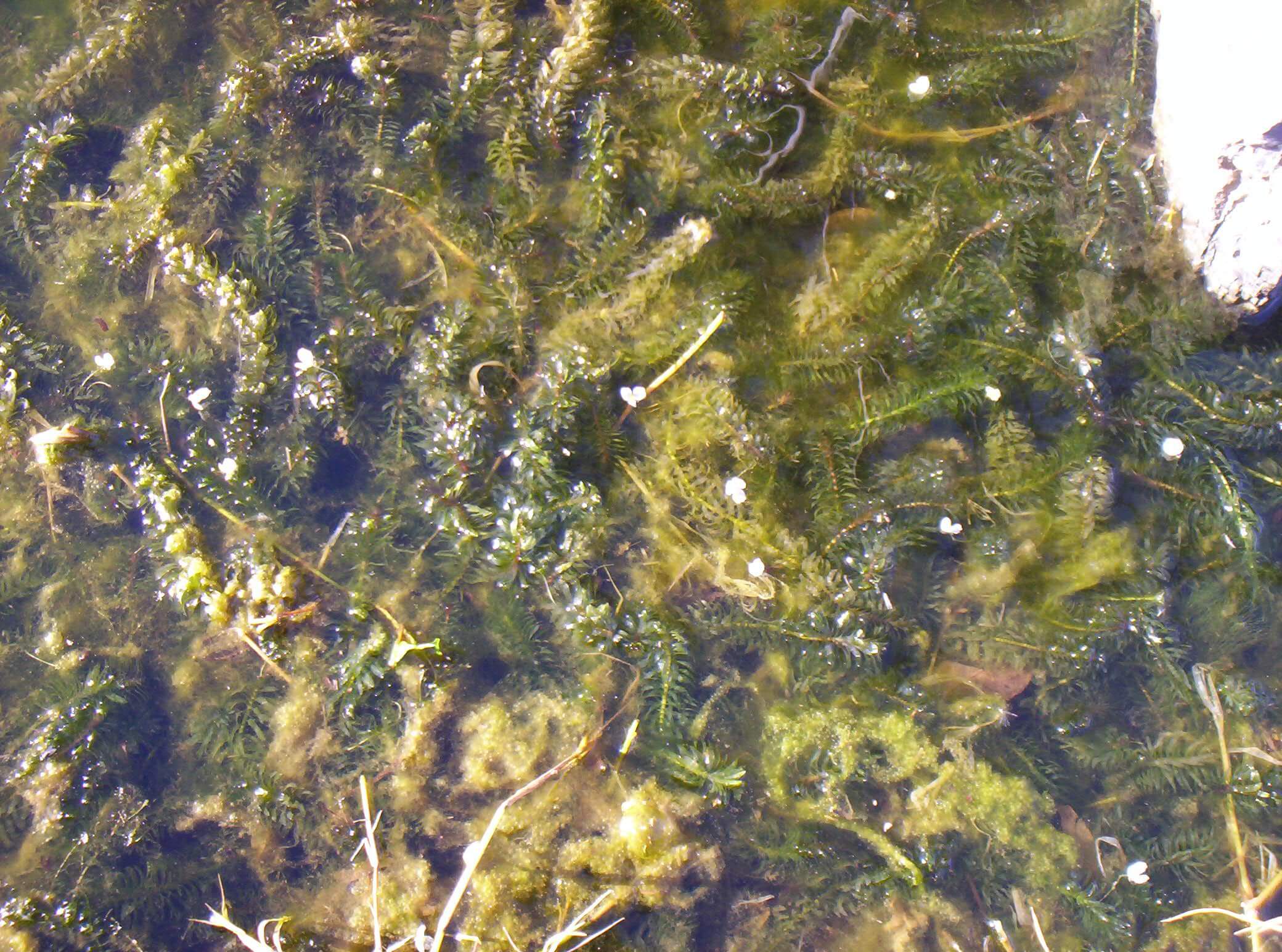 Dense Waterweed, Dense Water Weed, Leafy Elodea, Egeria, Anacharis, Brazilian Elodea