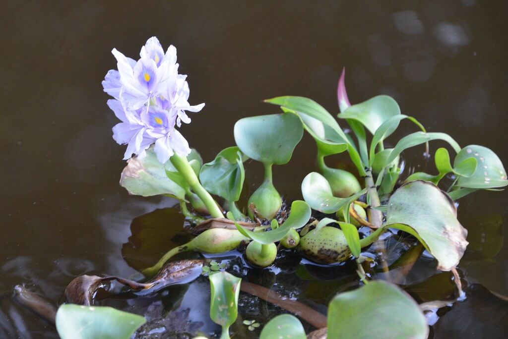 Anchored Water Hyacinth, Rooted Water Hyacinth