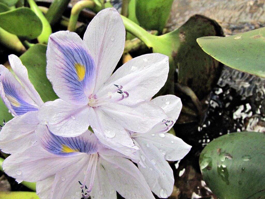 Water Hyacinth, Water Orchid, Nile Lily