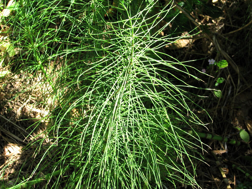 Horsetails, Scouring Rush, Field Horsetail, Common Horsetail, Western Horsetail, Foxtail, Horsetail Fern, Meadow Pine, Pine Grass, Fox Tail Rush, Bottle Brush, Horsepipes, Snake Grass, Mare’s Tail, Shave Grass, Coda Cavallina