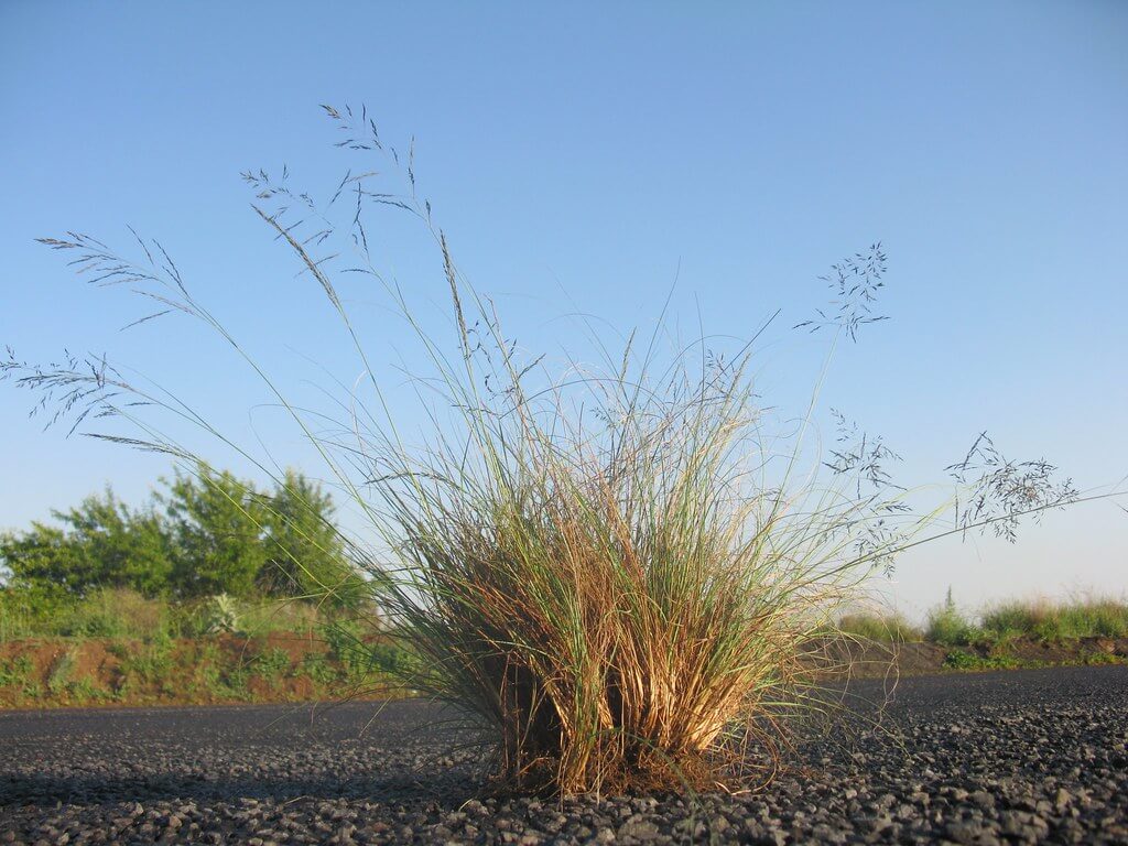 African Lovegrass, Weeping Lovegrass, Weeping Love Grass, Boer Lovegrass, Weeping Grass