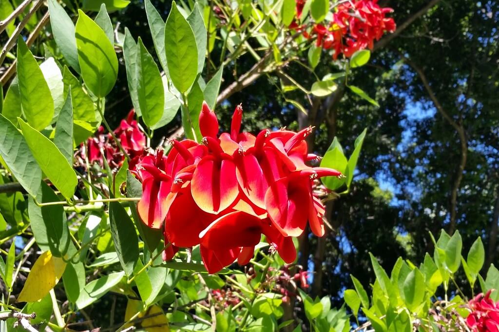 Cockspur Coral Tree, Cockscomb Coral Tree, Coral Tree, Cockspur, Indian Coral Tree, Fireman’s Cap, Crybabytree, Crybaby Tree