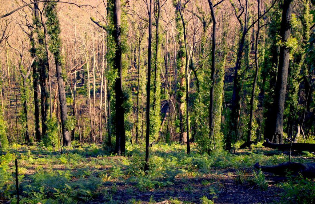 Australian bush landscape in the aftermath of a bushfire.