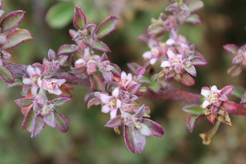 Coastal Galenia, Galenia, Carpet Plant, Blanket Plant, Blanket Weed, Carpet Weed