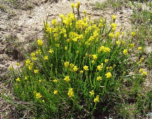 Flax-leaved Broom, Mediterranean Broom, Flax Broom
