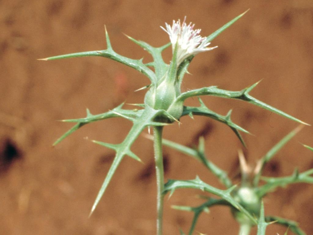 Glaucous Star Thistle, Whitestem Distaff Thistle, Distaff Thistle