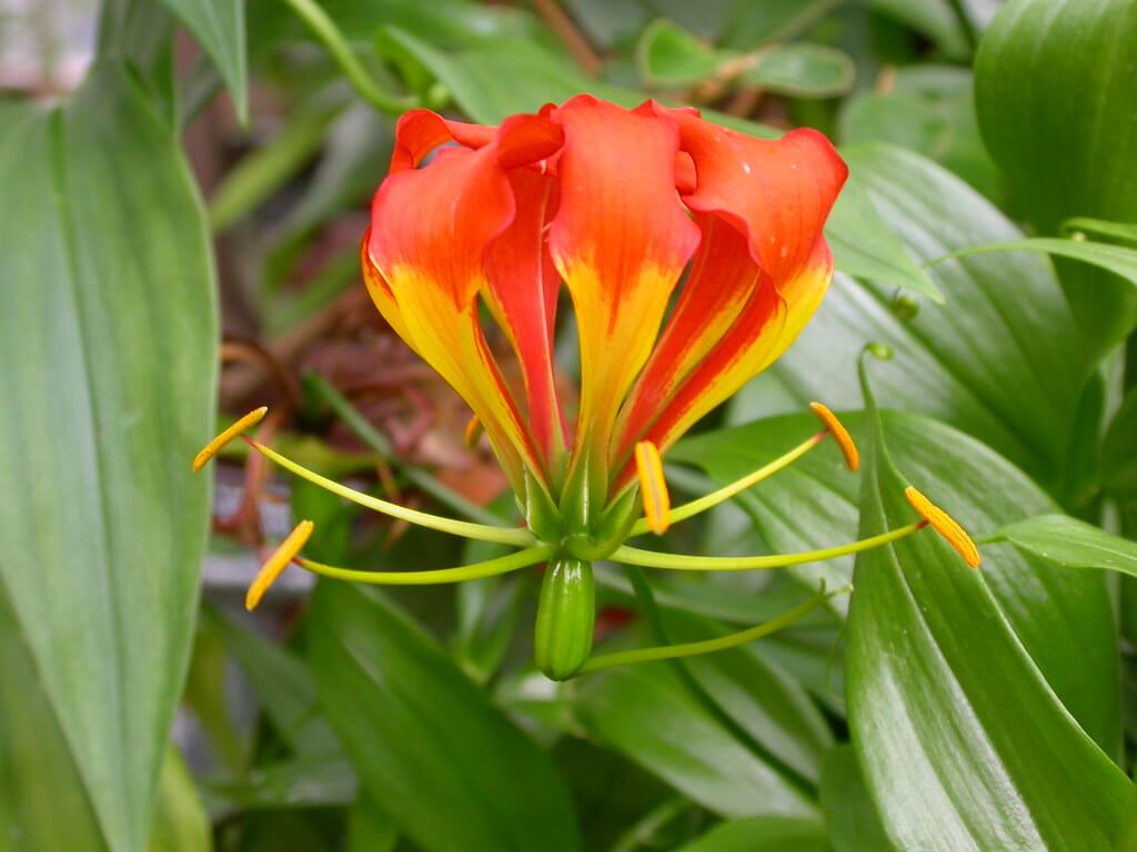 Glory Lily, Gloriosa, Gloriosa Lily, Flame Lily, Rhodesian Flame Lily, Climbing Lily
