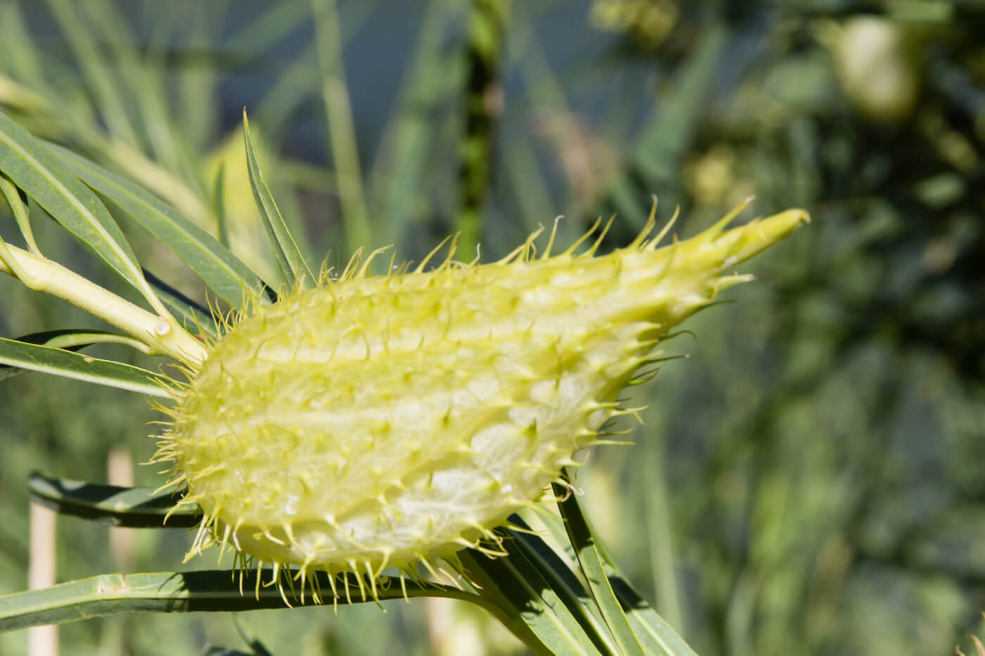 Narrow Leaf Cotton Bush, Narrow-Leaved Cotton Bush, Narrowleaf Cottonbush, Swan Plant, Swanplant, Milk Weed, Milkweed, Cape Cotton, Duck Bush, Swan Bush, Wild Cotton