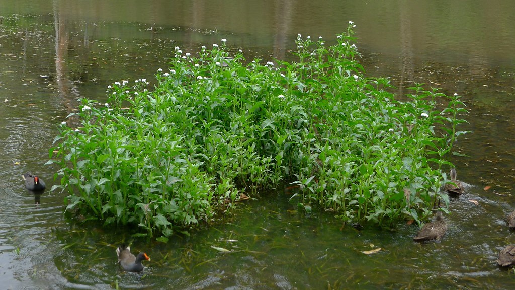 Senegal Tea Plant, Temple Plant, Senegal Tea, Spade Leaf Plant