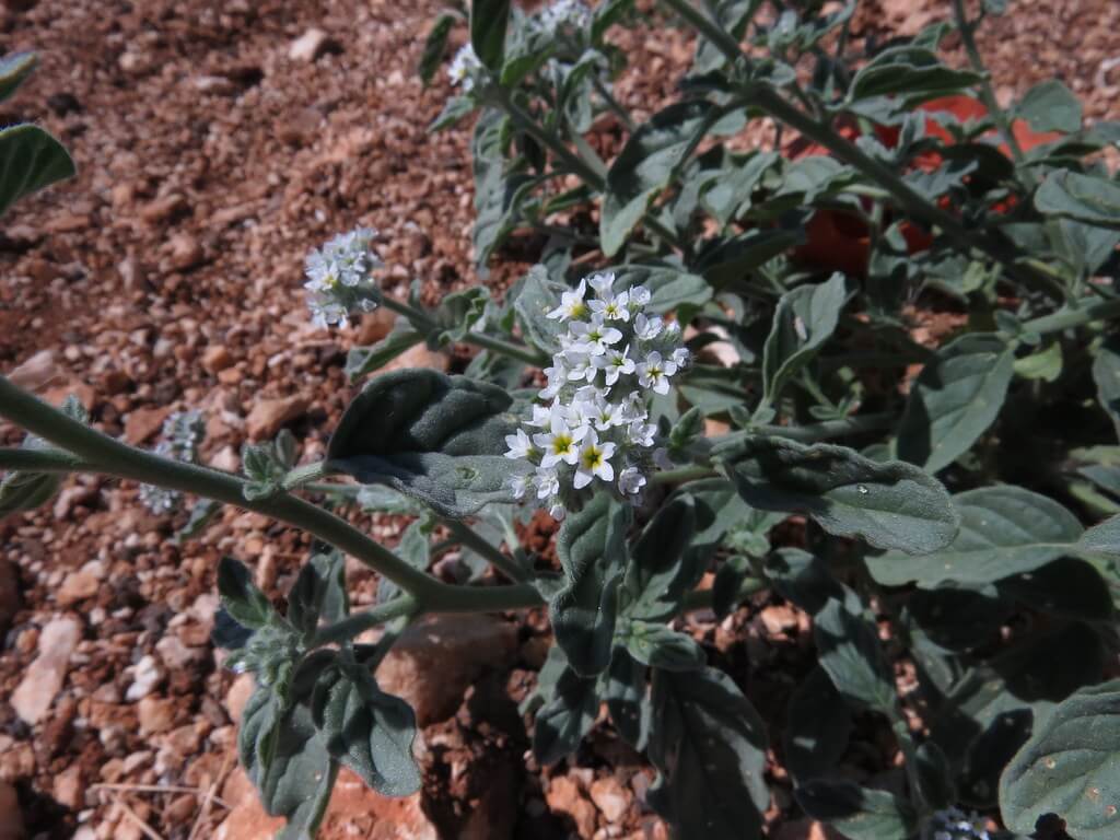 Common Heliotrope, Potato Weed, Barooga Weed, Caterpillar Weed, Bishop’s Beard, European Heliotrope, Wild Heliotrope, Tomato Weed, Blue Weed, Wanderrie Curse