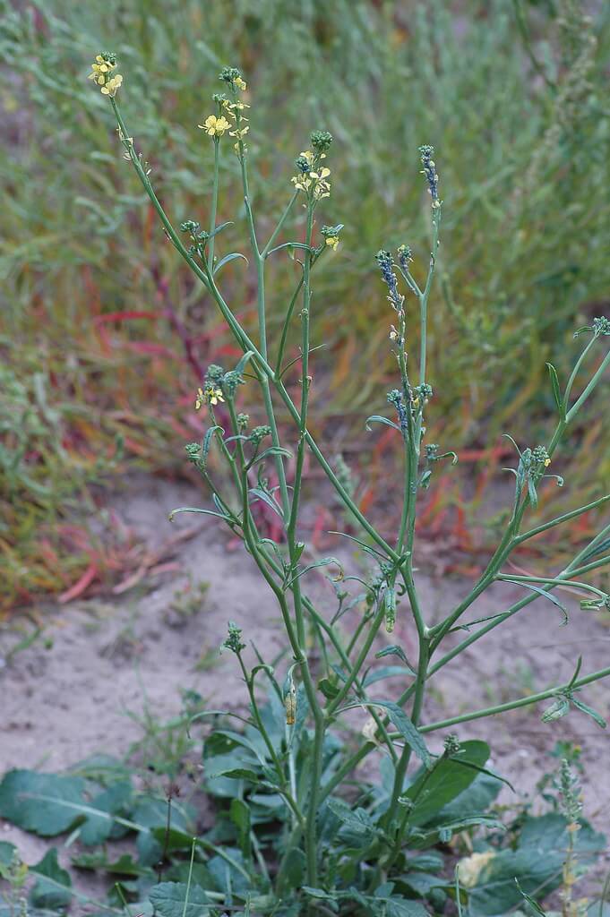 Buchan Weed, Hairy Brassica, Hoary Mustard