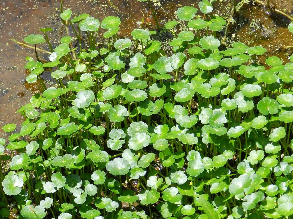 Shield Pennywort, Hydrocotyle, Whorled Pennywort, Brazilian Pennywort, Whorled Marshpennywort, Whorled Marsh Pennywort, Whorled Pennyroyal