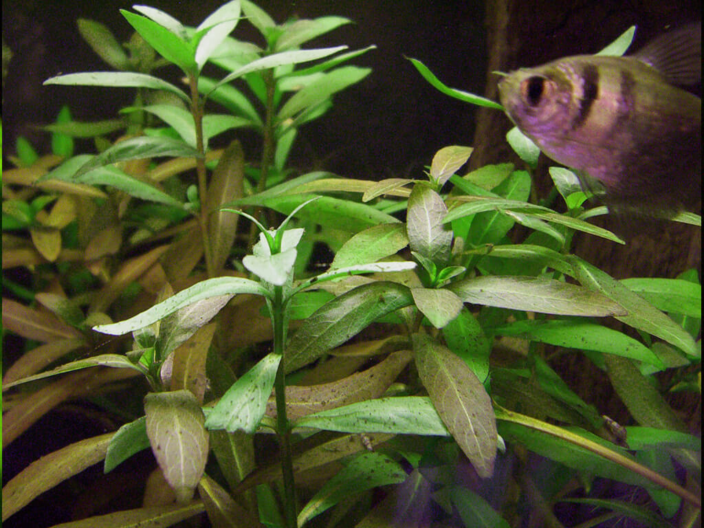 Indian Swampweed, Indian Swamp Weed, East Indian Hygrophila, Eastern Indian Hygrophila, Miramar Weed