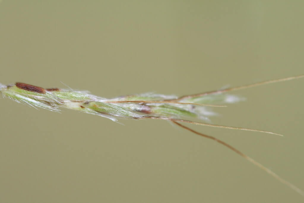 Coolatai Grass, Tambookie Grass, Thatching Grass