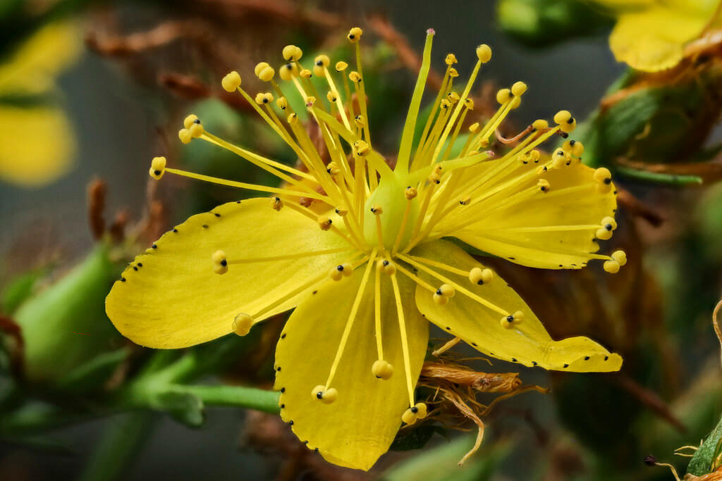 St John’s Wort, Common St John’s Wort, Perforate St John’s Wort, St John’s Grass, St John’s Blood, Klamath Weed, Witch’s Herb, Devil’s Flight, Tipton Weed, Gammock, Goatsbeard, Goatweed, Herb John, Penny John, Rosin Rose, Touch and Heal