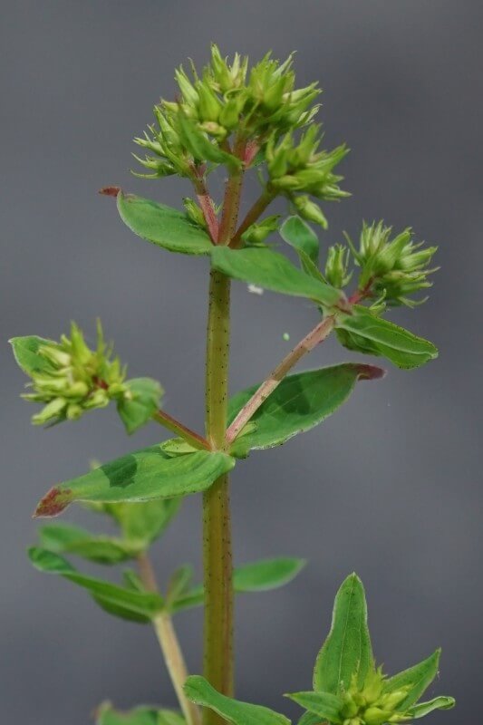 St Peter’s Wort, Square Stemmed Hypericum, Square Stemmed St John’s Wort, Square-stalked St. John’s Wort, Winged St John’s Wort, European Perrenial St John’s Wort