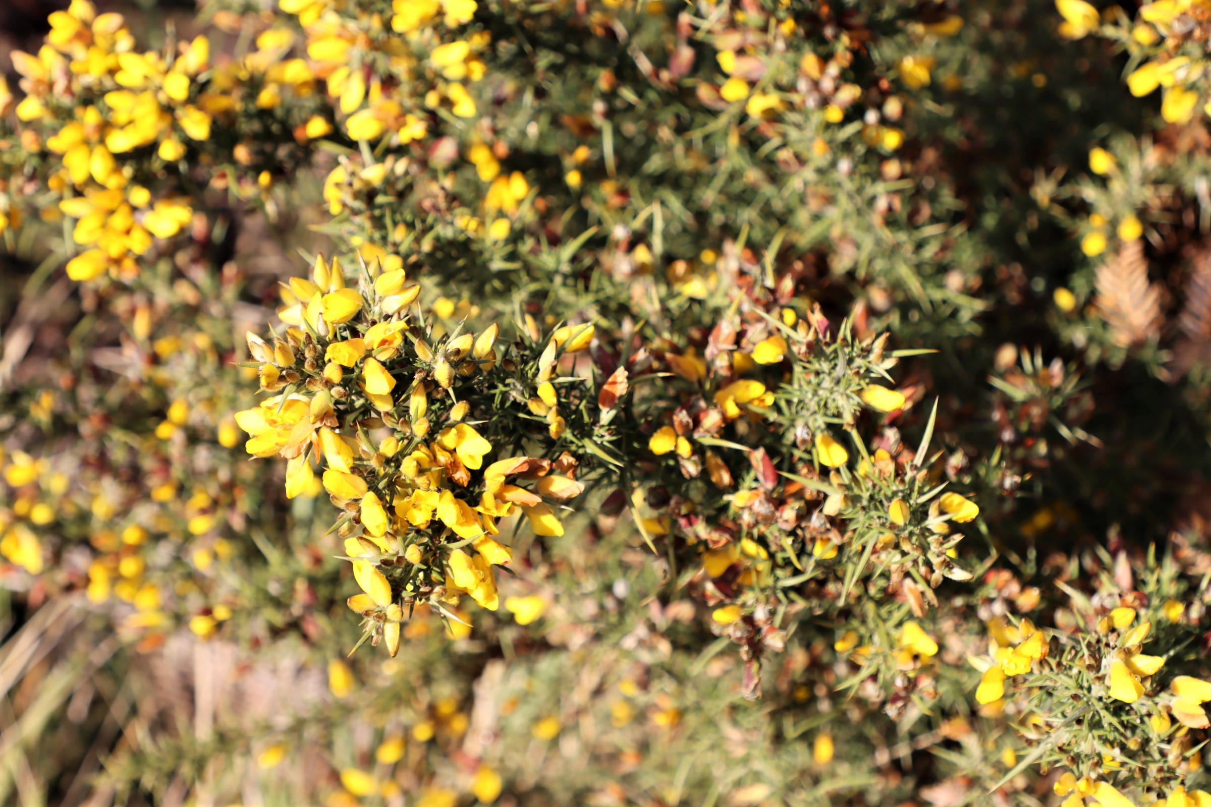 National restriction on keeping, sale and trade